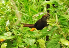 Ash-Browed Spinetail photo 4