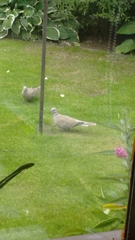 Streptopelia decaocto