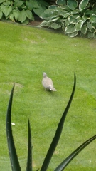 Streptopelia decaocto