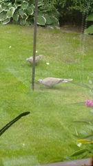 Streptopelia decaocto