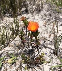 Lampranthus fergusoniae