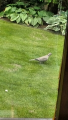 Streptopelia decaocto