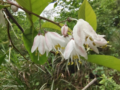 Alniphyllum fortunei observed 2023-04-25