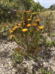 Lampranthus fergusoniae