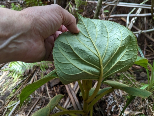 Image of Cyrtandra platyphylla by (c) David Anderson, some rights reserved (CC BY)
