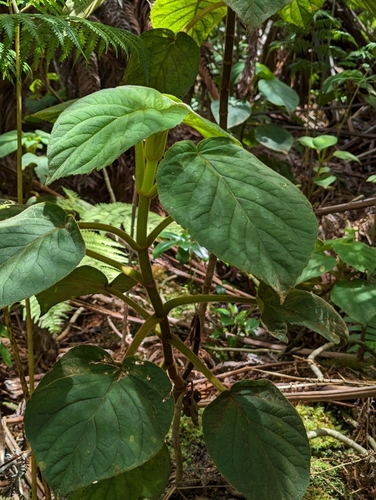 Image of Cyrtandra platyphylla by (c) David Anderson, some rights reserved (CC BY)