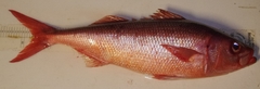 Japanese Rubyfish photo 2
