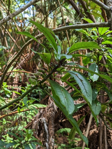 Image of Clermontia parviflora by (c) David Anderson, some rights reserved (CC BY)