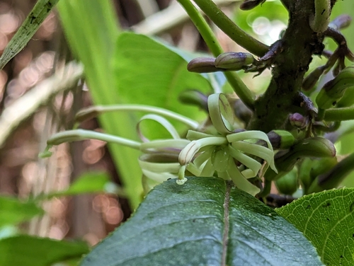 Image of Clermontia parviflora by (c) David Anderson, some rights reserved (CC BY)