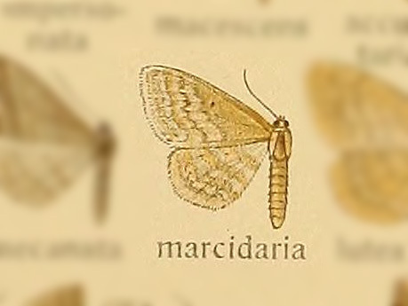 Scopula marcidaria