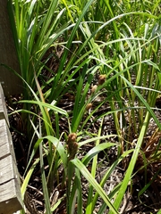Carex trifida