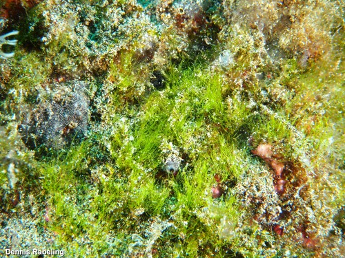 Caulerpa fastigiata observed 2023-04-25