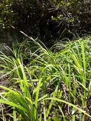 Carex trifida