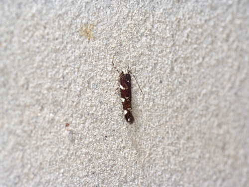 Eteobalea sexnotella photo 3