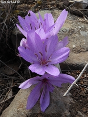 Colchicum feinbruniae
