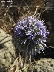 Echinops gaillardotii