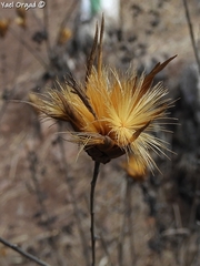 Klasea cerinthifolia