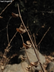 Scutellaria brevibracteata