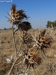 Cynara syriaca