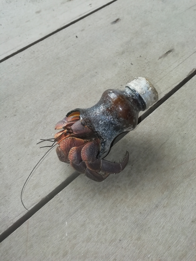 Photo of Short-handed Hermit Crab (Coenobita brevimanus)