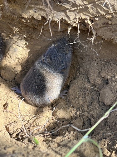 Sicilian Pine Vole (Microtus nebrodensis) — Least Concern Mammalia