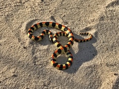 Homoroselaps lacteus