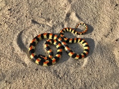 Homoroselaps lacteus