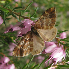 Enchoria lacteata