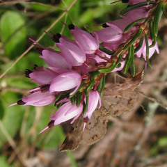Enchoria lacteata