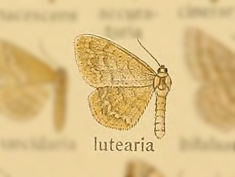 Scopula lutearia thumbnail
