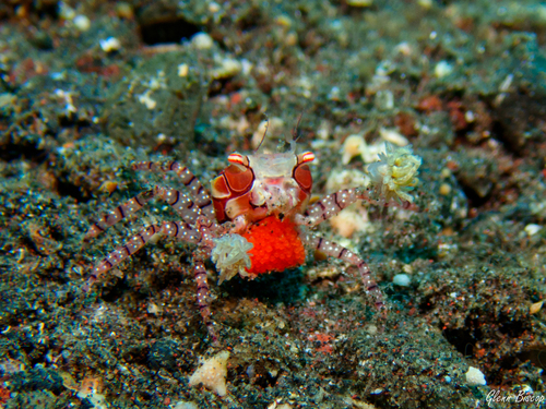 Photo of Boxer Crab (Lybia tessellata)