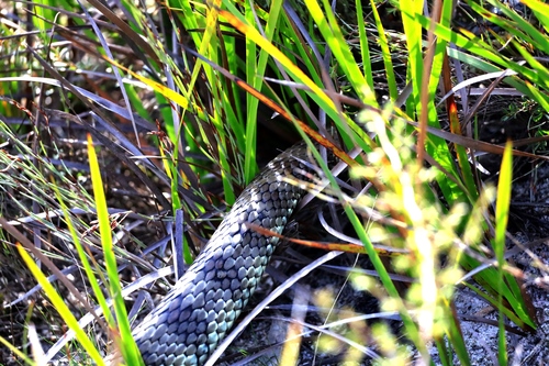 Tiger Snake sighting