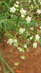 Parthenium hysterophorus image