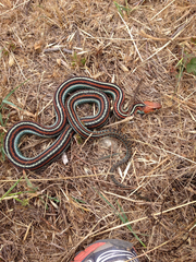 Thamnophis sirtalis tetrataenia