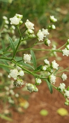 Parthenium hysterophorus image