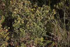 Spyridium thymifolium