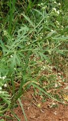 Parthenium hysterophorus image