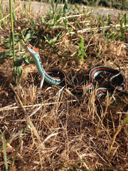 Thamnophis sirtalis tetrataenia