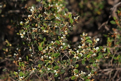 Spyridium thymifolium