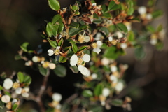 Spyridium thymifolium