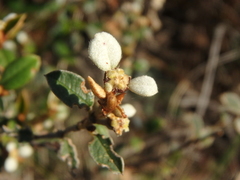 Spyridium thymifolium