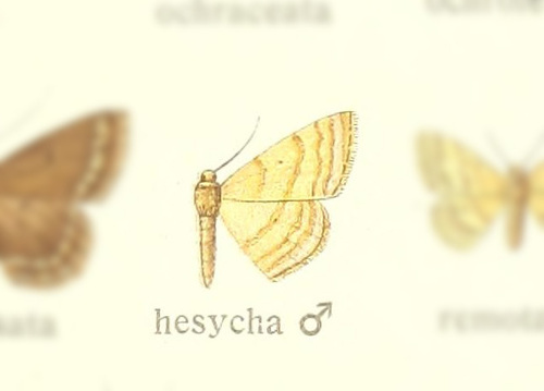 Scopula hesycha thumbnail