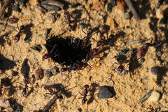Iridomyrmex purpureus