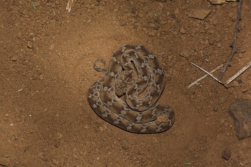 Photo of a Egyptian Saw-scaled Viper (Echis pyramidum)