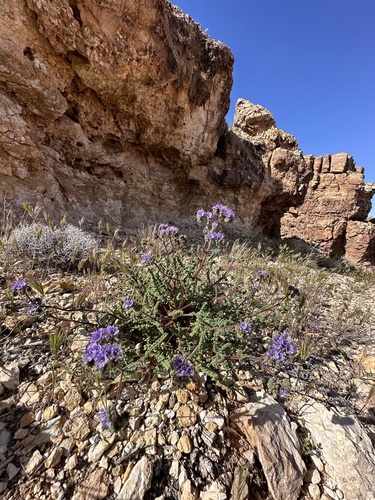 Phacelia crenulata var. angustifolia
