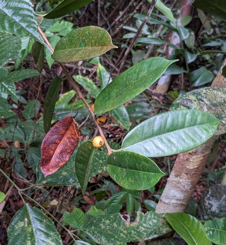Ficus subulata observed 2023-04-26