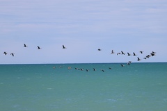 Phalacrocorax punctatus punctatus