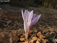 Colchicum hierosolymitanum