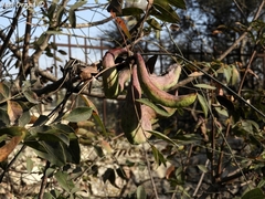 Pistacia terebinthus palaestina