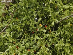 Viscum cruciatum